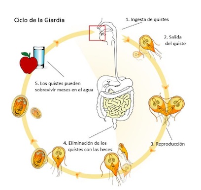 giardiasis q significa paraziták az emberi vékonybél tüneteiben